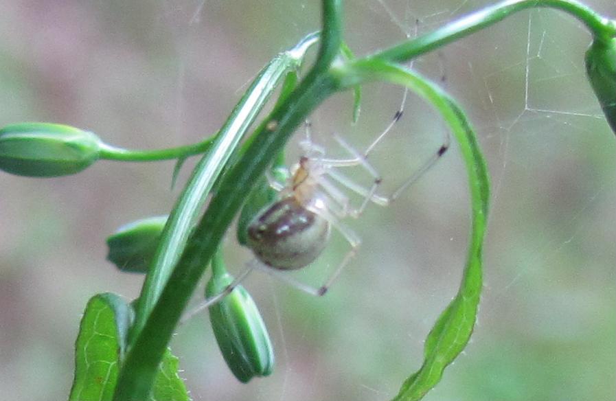 Enoplognatha ovata che ha catturato Laghria hirta